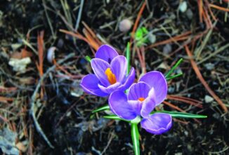 Planting Bulbs in Fall for Early Spring Flowers